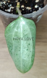 Hoya latifolia silver