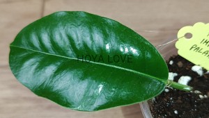 Hoya imperialis palawan