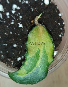 Hoya caudata variegata