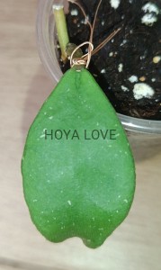 Hoya rundumensis= sp. rundum