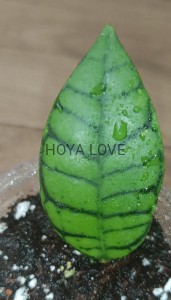 Hoya kalimantan