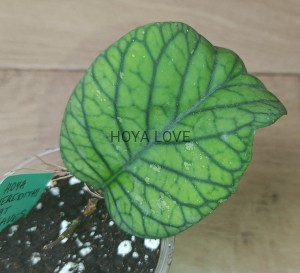 Hoya meredithii flat leaves