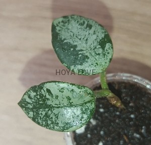 Hoya mathilde splash
