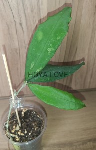 Hoya Perak Teddy Bear red corona = peninsularis= sp. Lata Iskandar A