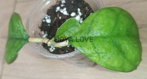 Hoya deykeae