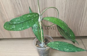 Hoya sp. aceh splash