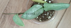Hoya carnosa nova ghost (green form h. argentea princess)