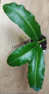 Hoya imperialis mosaik