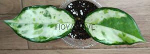 Hoya carnosa madara GE green edge