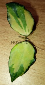 Hoya caudata variegata