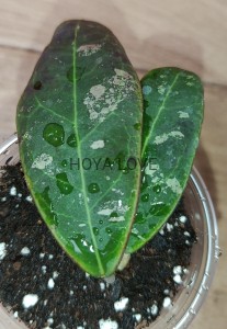 Hoya rintzii borneo 
