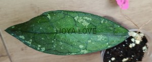 Hoya sp. aceh splash