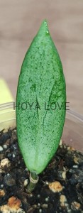 Hoya silver lady (XIAOJIE 003)