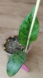 Hoya griffithii silver ghost