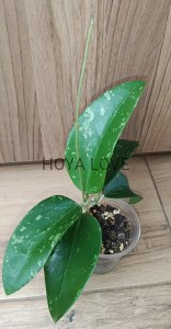 Hoya snow leopard
