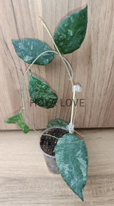 Hoya caudata malaysia
