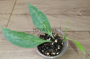 Hoya nicholsoniae new guinea ghost