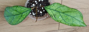 Hoya larisa