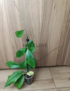 Hoya sp. chicken farm splash