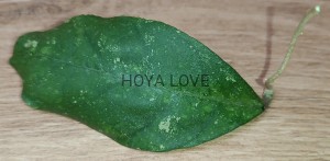 Hoya sp. chicken farm splash