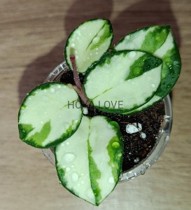 Hoya mathilde variegata