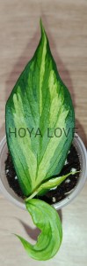 Hoya polyneura inner variegata