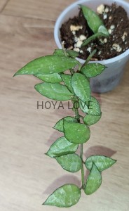 Hoya lacunosa perangin durian