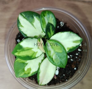 Hoya mathilde variegata