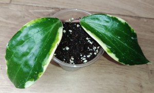 Hoya latifolia albomarginata round leaves