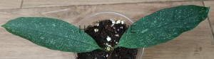 Hoya multiflora speckles
