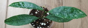 Hoya multiflora speckles