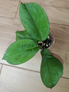 Hoya priktai