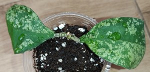 Hoya deykeae Morning Dew