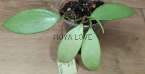 Hoya snow cui silver 