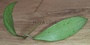 Hoya snow cui silver