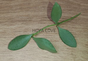Hoya nummularioides silver