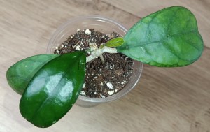 Hoya deykeae