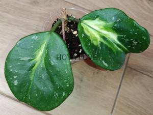Hoya obovata variegata picta