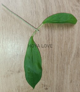 Hoya darwinii