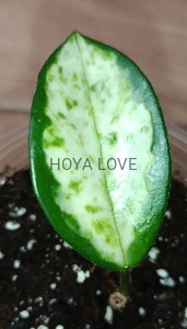 Hoya carnosa madara GE green edge