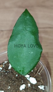 Hoya caudata sumatra