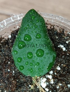 Hoya caudata white flower