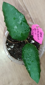Hoya caudata white flower