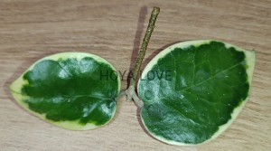 Hoya acuta anjuc