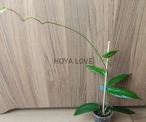 Hoya kaimuki