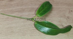 Hoya kaimuki
