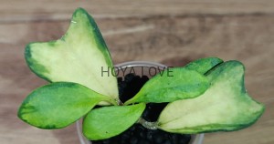 Hoya manipurensis philo (variegated)