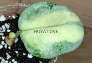 Hoya carnosa argentea princess