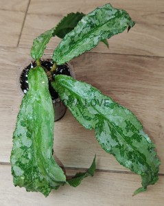 Hoya undulata silver