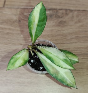 Hoya walliniana variegata